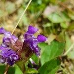 Prunella grandiflora Žiedas