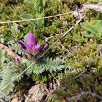 Astragalus hypoglottis Fleur