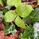 Fragaria vesca Fuelha