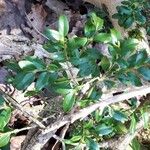 Buxus sempervirens Folha
