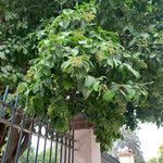 Ehretia tinifolia Hoja