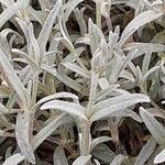 Cerastium tomentosum Leaf