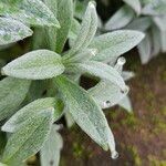 Cerastium tomentosum Hoja