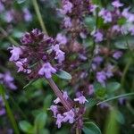 Thymus pulegioidesКвітка