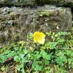 Papaver cambricum Blomma