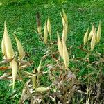 Asclepias curassavica ফল