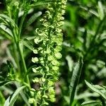 Lepidium densiflorum Плод