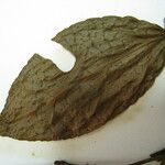 Casearia acuminata Інше