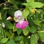 Impatiens balfouriiŽiedas