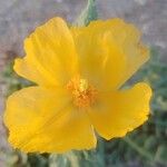 Glaucium flavum Flower