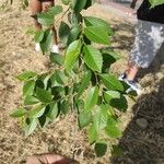 Ulmus pumila पत्ता