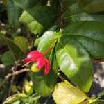 Ochna serrulata Flower