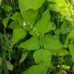 Priva lappulacea 叶