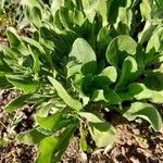 Calendula algeriensis Leaf