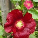 Alcea rosea Flor