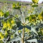 Euphorbia terracina Flower