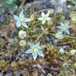 Sedum monregalense Blomma