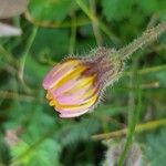 Crepis sancta Flower