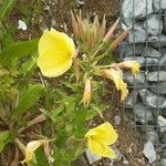 Oenothera glazioviana Květ