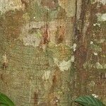 Virola michelii Corteza