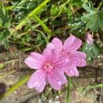 Sidalcea malviflora Кветка