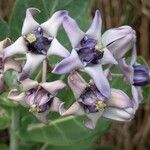 Calotropis gigantea Flor
