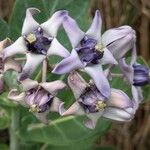 Calotropis gigantea Floro