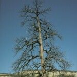 Pinus ponderosa Celota