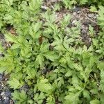 Artemisia verlotiorumLeaf