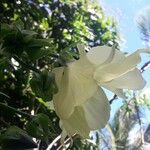 Abelmoschus moschatus Floare