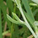 Centaurea diffusa Folha