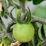 Solanum lycopersicum ഫലം