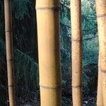 Phyllostachys vivax Bark