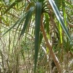Pandanus purpurascens Hoja