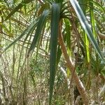 Pandanus purpurascens Blatt