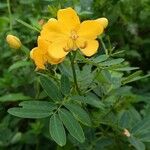 Senna pendula Flower