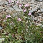 Dianthus furcatus Habit