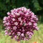 Allium porrum 花