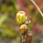 Drosera intermedia Vaisius