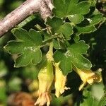 Ribes quercetorum برگ