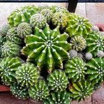 Echinopsis oxygona Hábito