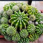 Echinopsis oxygona Συνήθη χαρακτηριστικά