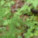 Asparagus tenuifolius Habitus