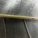 Anthonotha macrophylla Other