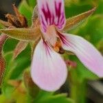 Pelargonium glechomoides 花