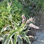 Persicaria maculosa Kwiat