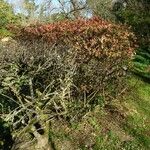 Abelia × grandiflora Buveinė