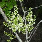 Guioa fusca Blomma