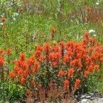 Castilleja miniata موطن