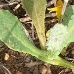 Reichardia intermedia Leaf